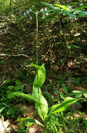 Plancia ëd Andersonglossum boreale (Fernald) J. I. Cohen