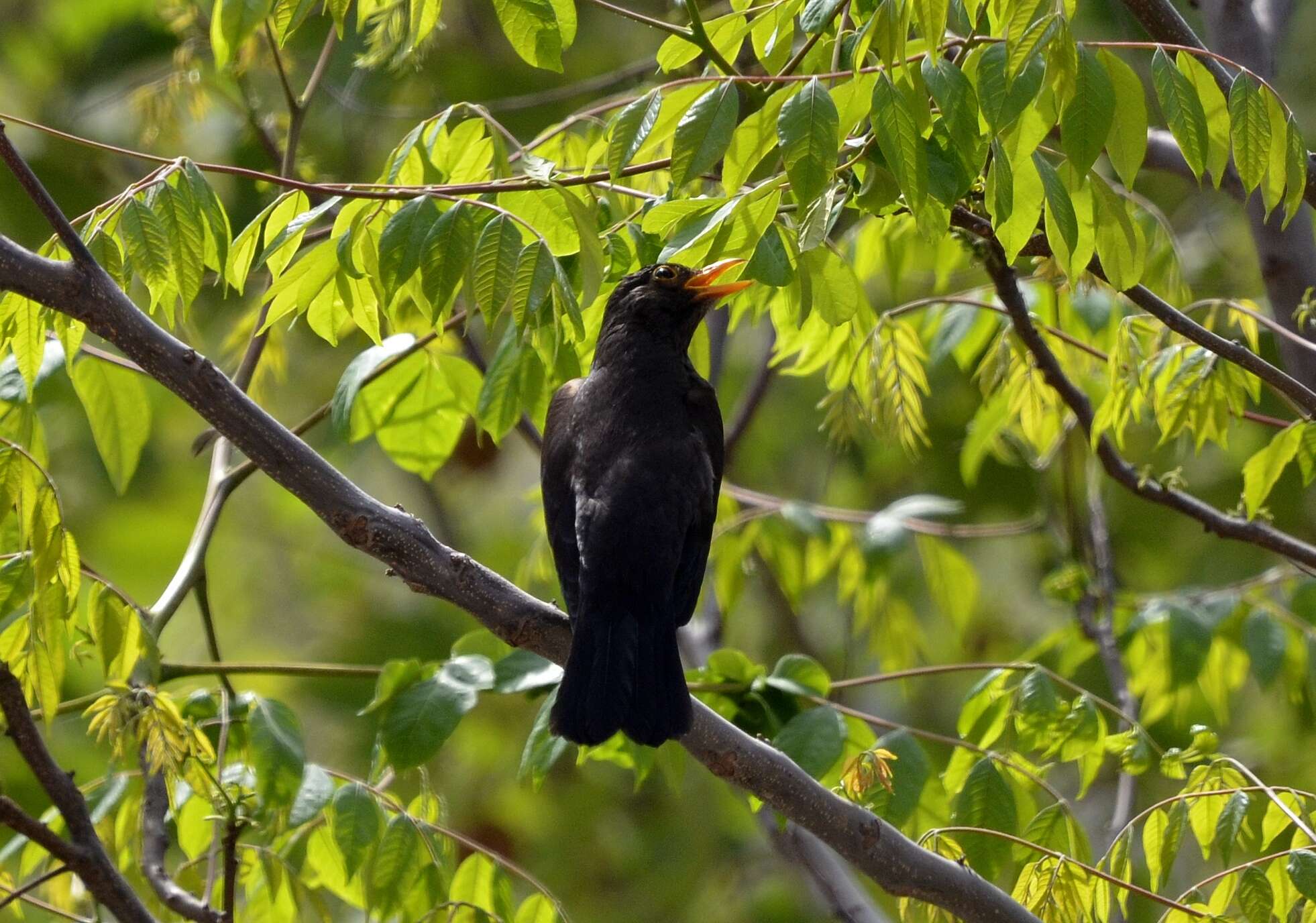 Image of Chinese Blackbird