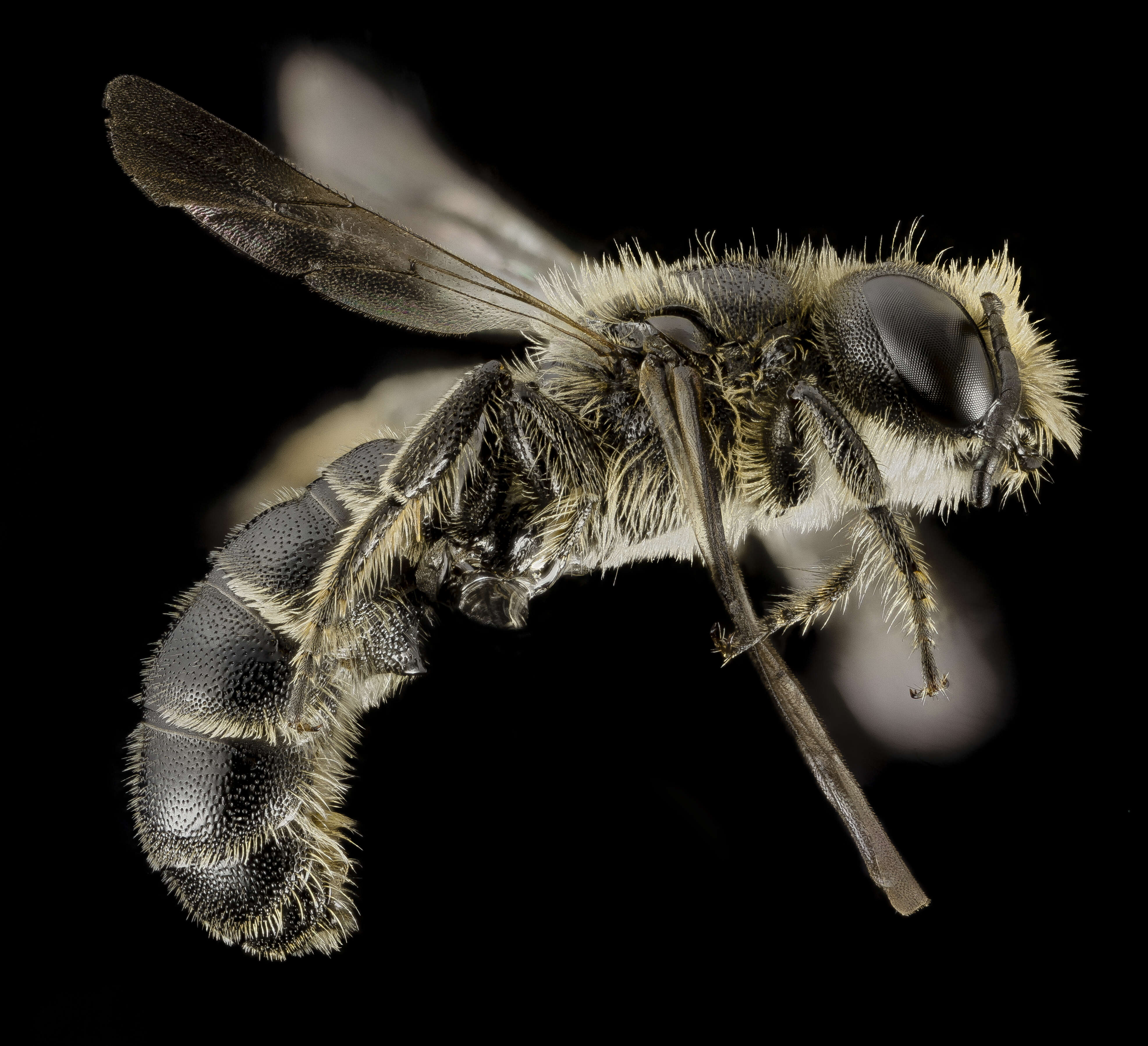 Image of Bee