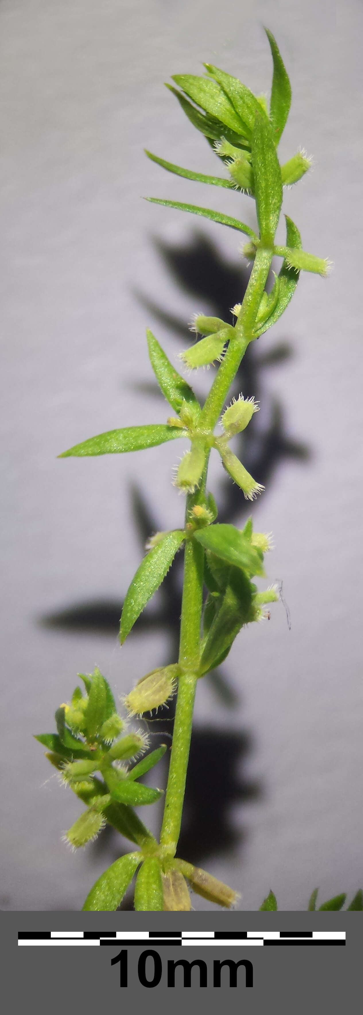 Image of yellow wall bedstraw