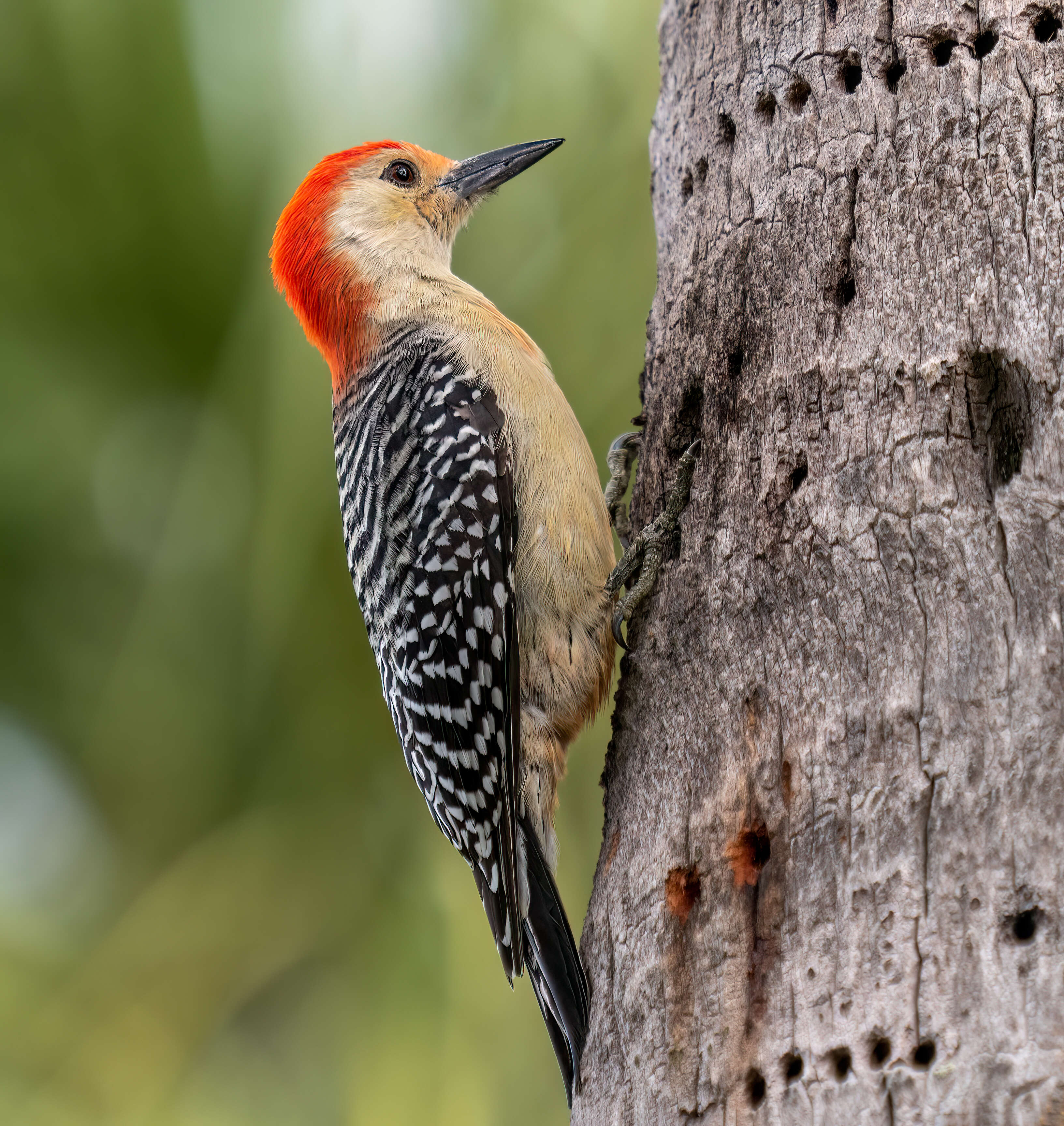 Image of Red-bellied Woodpecker