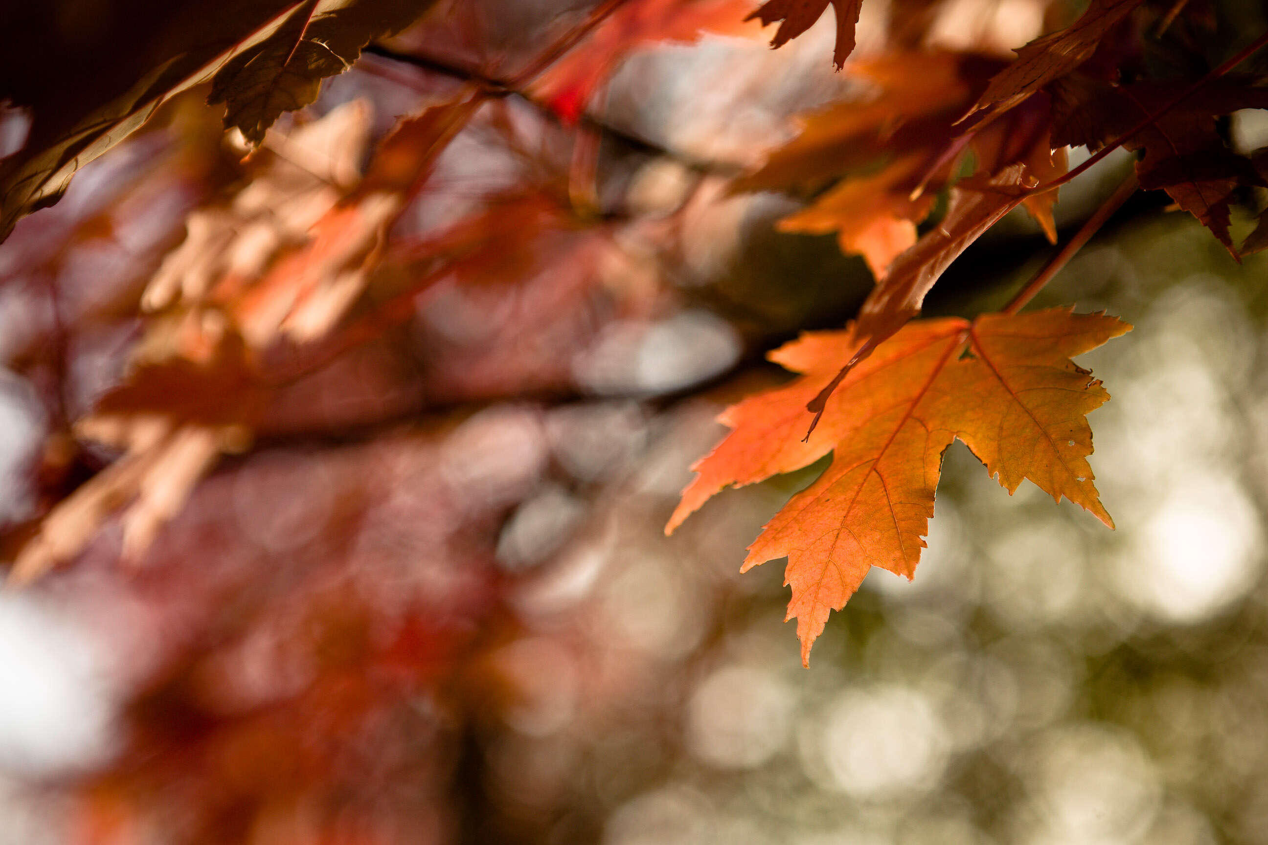 صورة Acer freemanii E. Murray