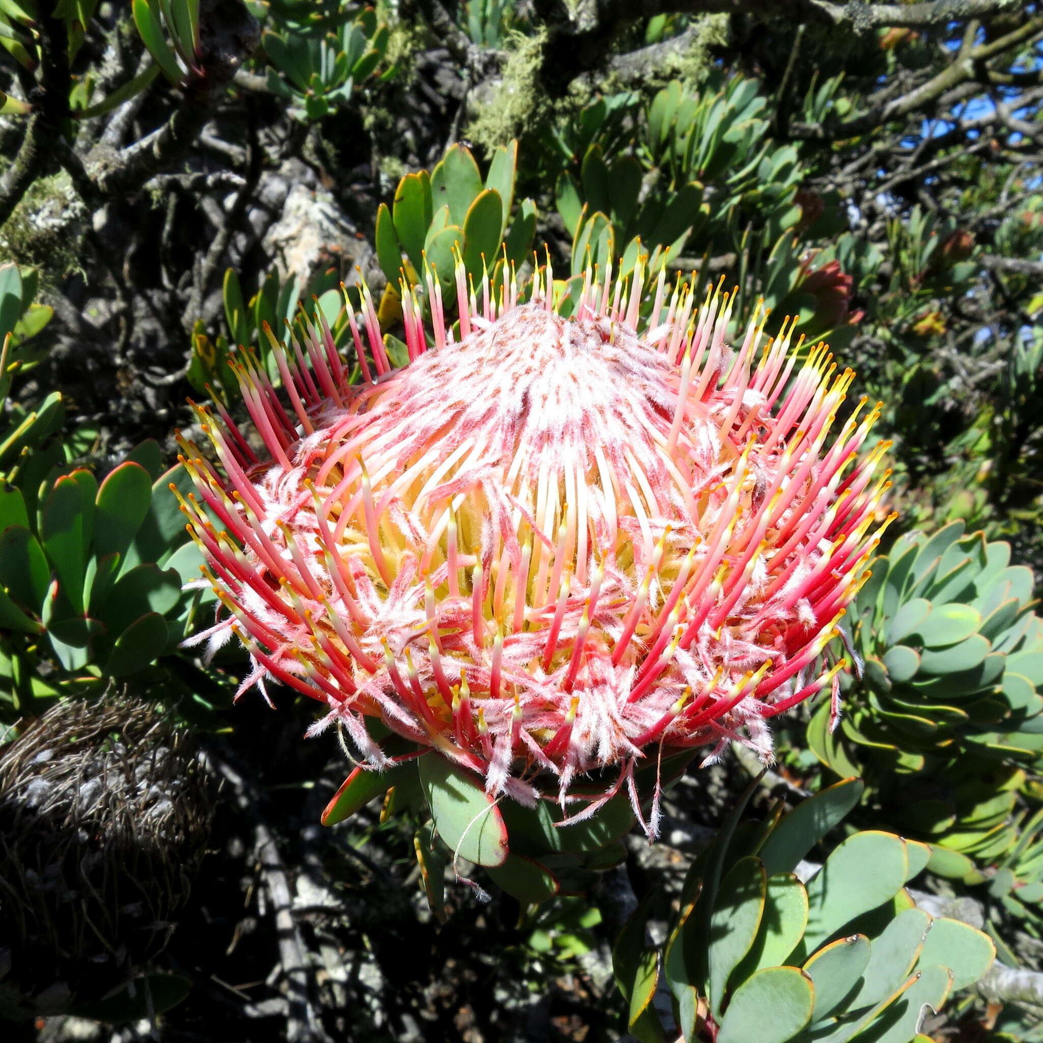 Image of Protea rupicola Mund ex Meissn.