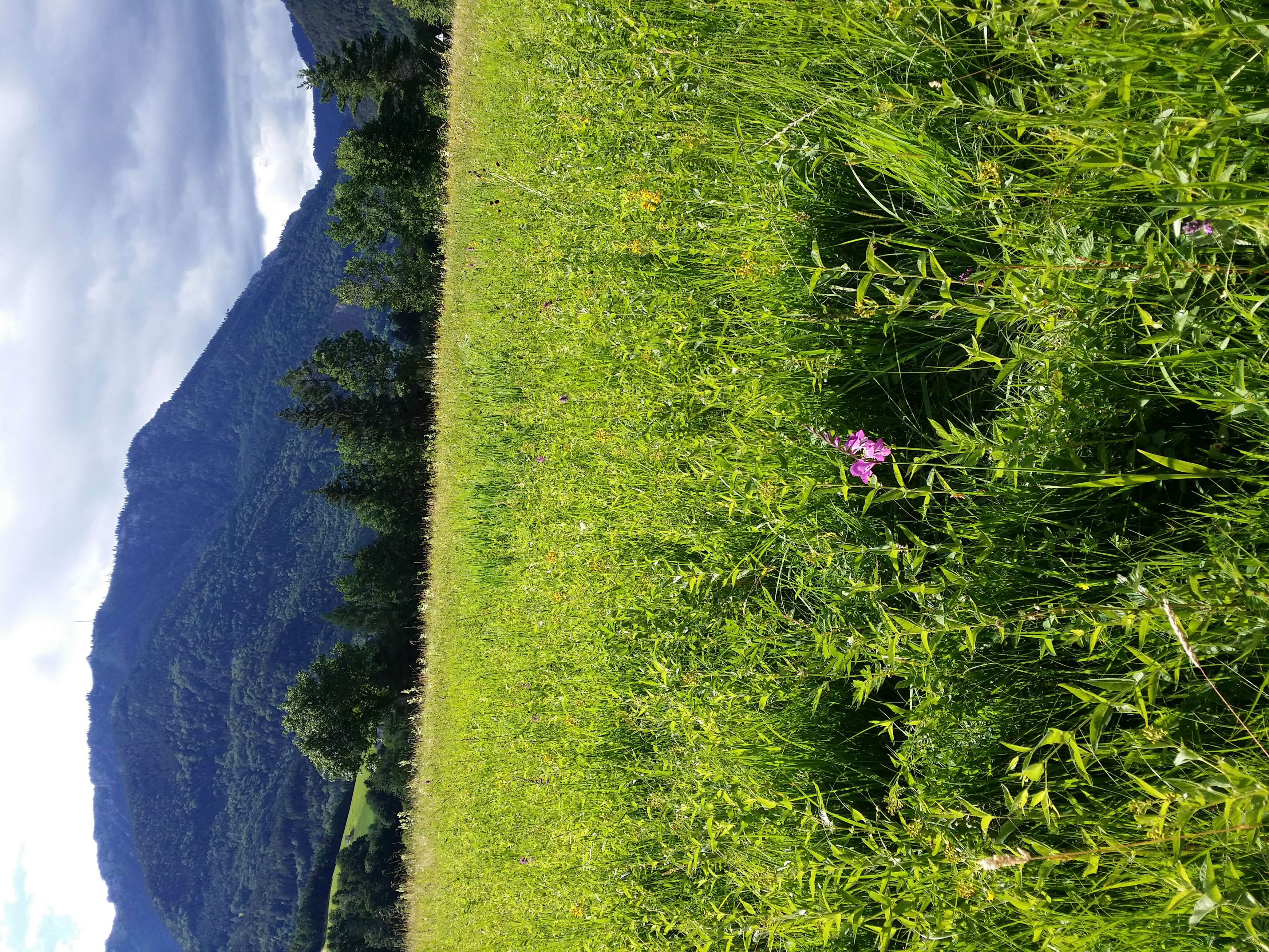 Image of Turkish Marsh Gladiolus