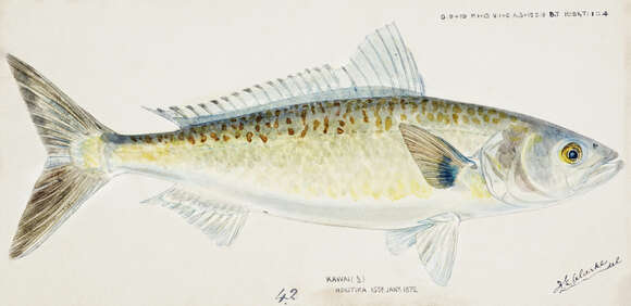 Imagem de Arripis trutta (Forster 1801)