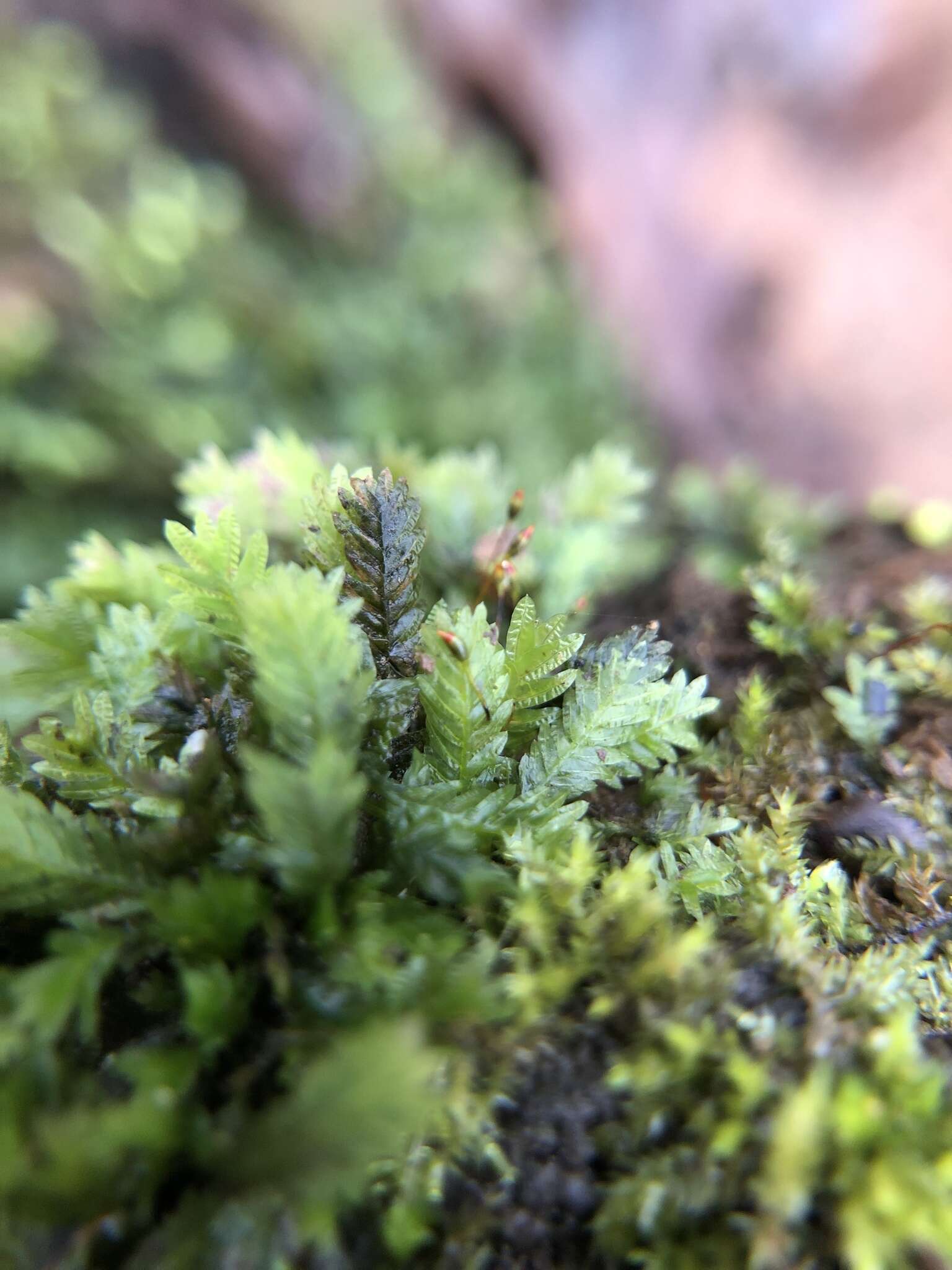 Image of fissidens moss