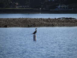 Image of Baird's cormorant