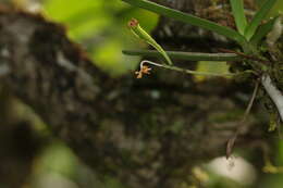 Image of Vanda testacea (Lindl.) Rchb. fil.