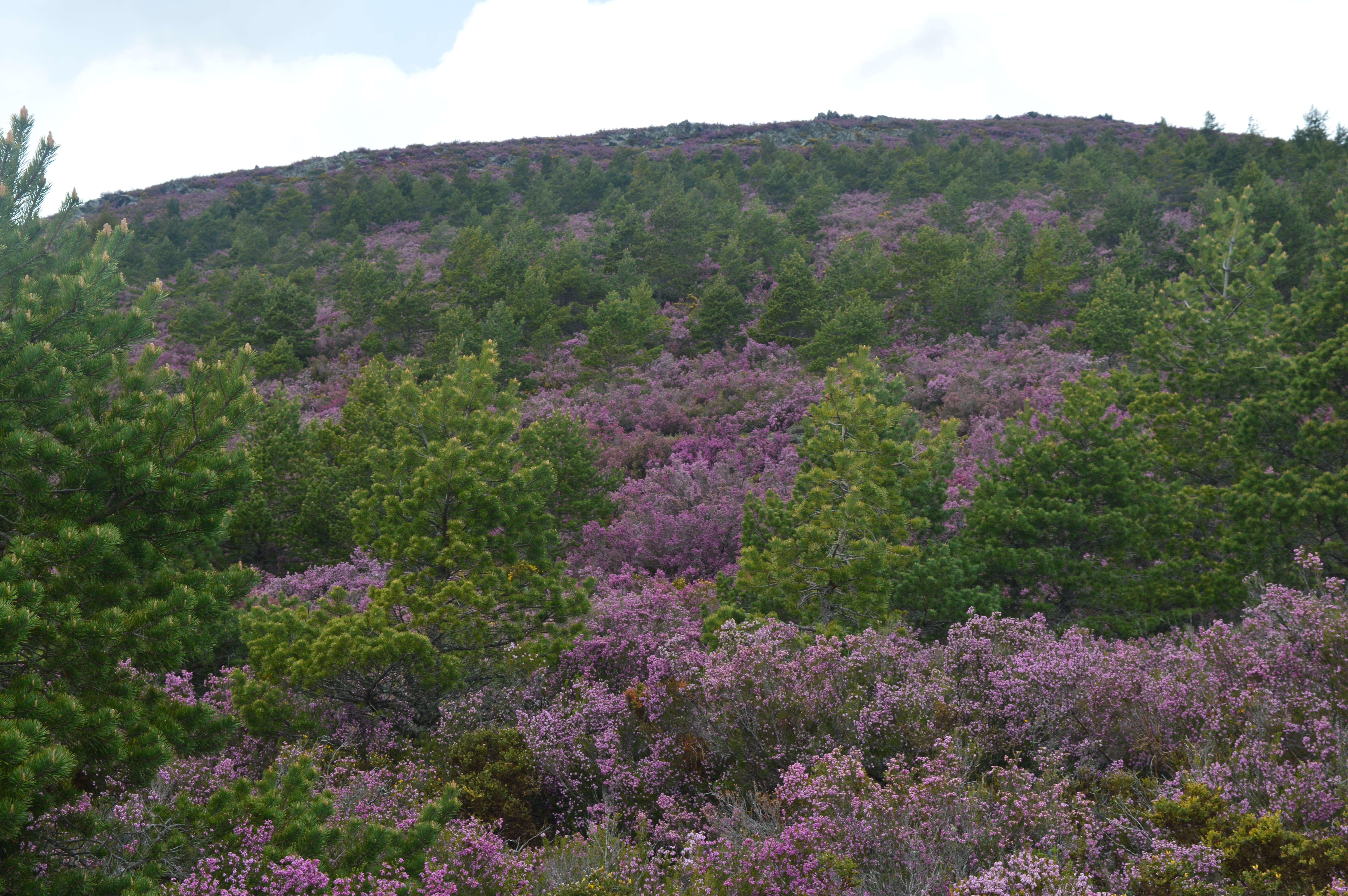 Image of Erica australis L.