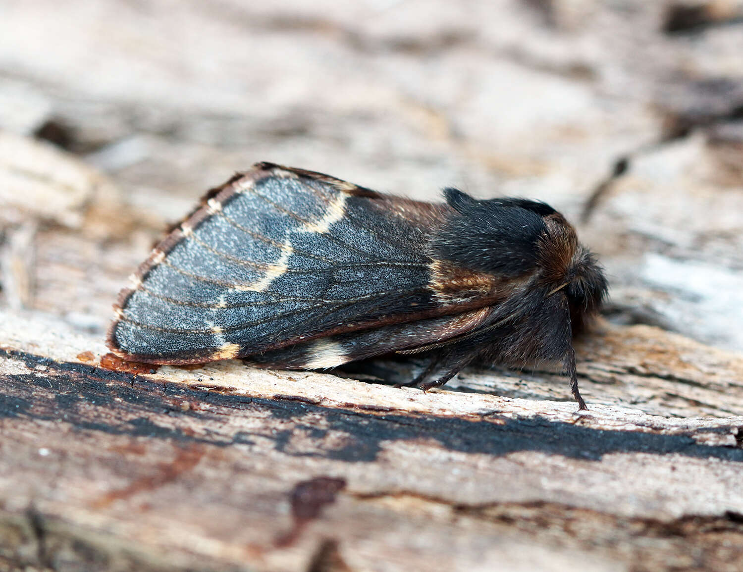 Image de Poecilocampa