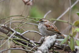 Image of White-throated Sparrow