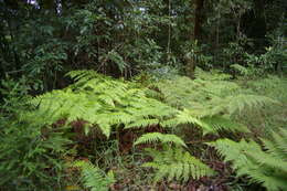 Слика од Pteris tremula R. Br.