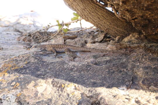 Image of Sceloporus tristichus Cope 1875