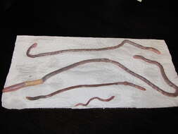 Image of Oregon Giant Earthworm