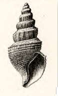 Image of Gymnobela xylona (Dall 1908)