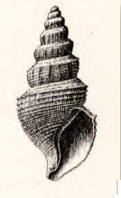 Image of Gymnobela xylona (Dall 1908)