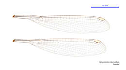 Image of Episynlestes intermedius Theischinger & Watson 1985