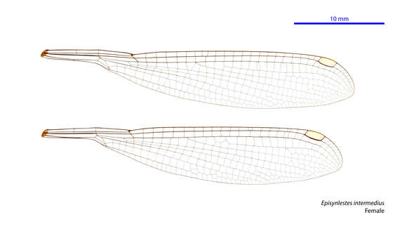 Image of Episynlestes intermedius Theischinger & Watson 1985