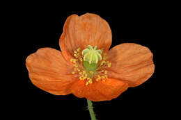 Image of Orange poppy