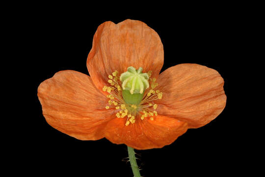 Image of Orange poppy