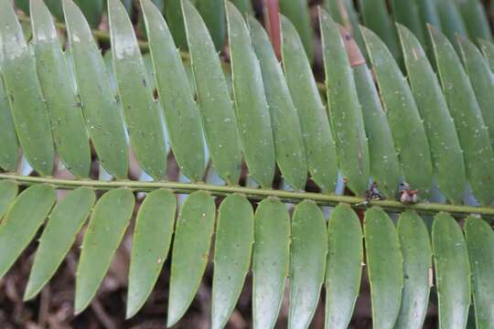 Image of Cycad