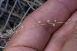 Image of sandweed