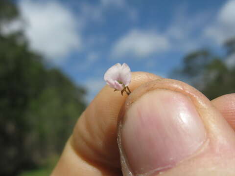 Image of Desmodium varians (Labill.) G. Don