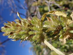 Image de dracocéphale à petite fleur