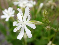 صورة Silene tamaranae D. Bramwell