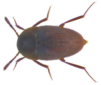 Image of Nemadus (Nemadus) colonoides (Kraatz 1851)