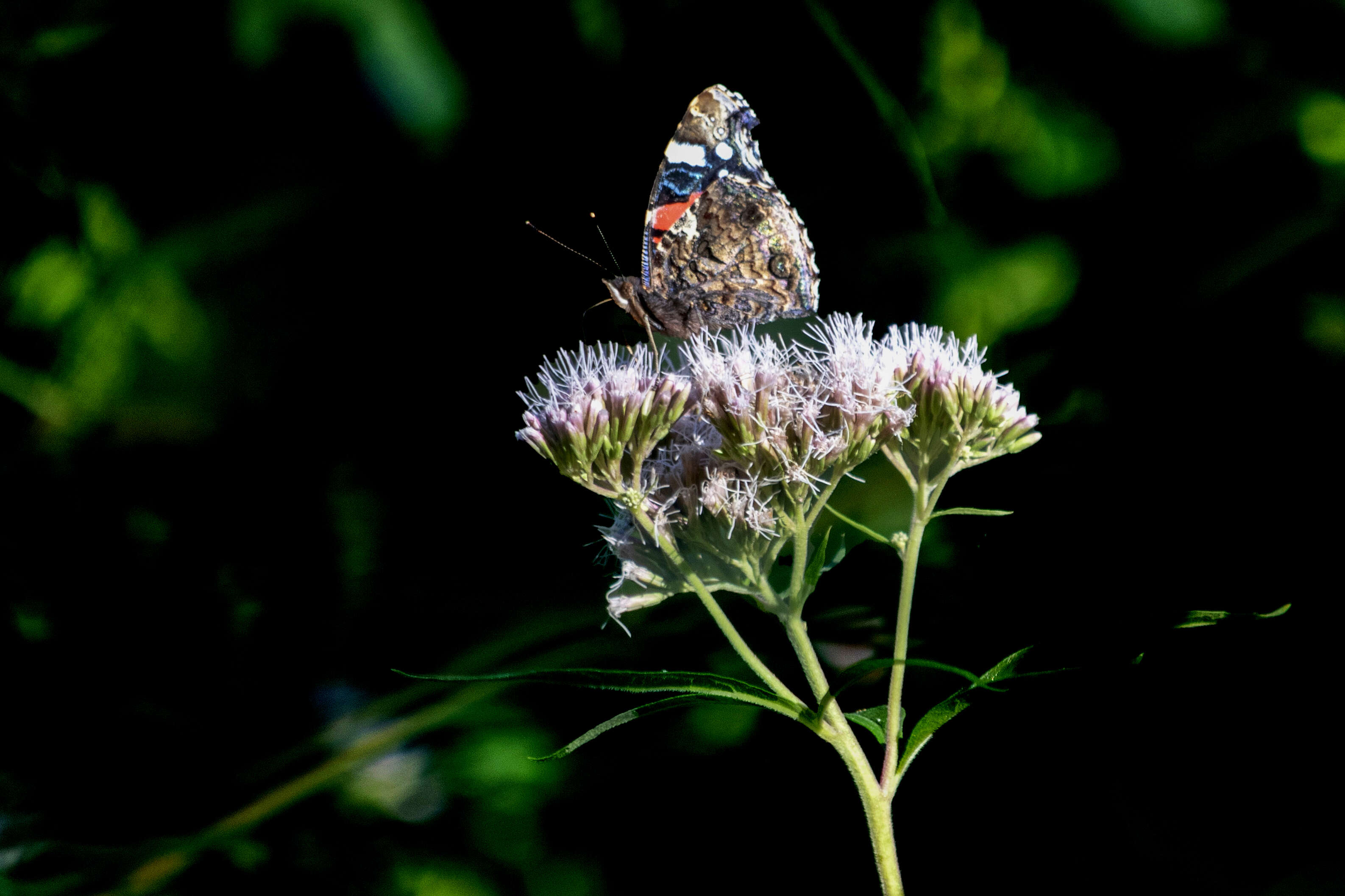 Image of hemp agrimony