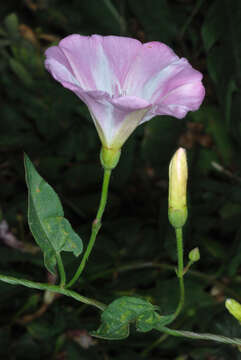 Imagem de Convolvulus arvensis L.