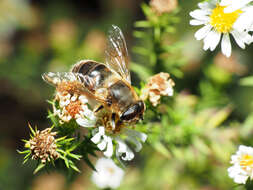 Image of drone fly