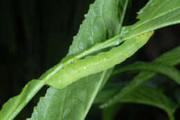 Image of Pink-washed Looper Moth