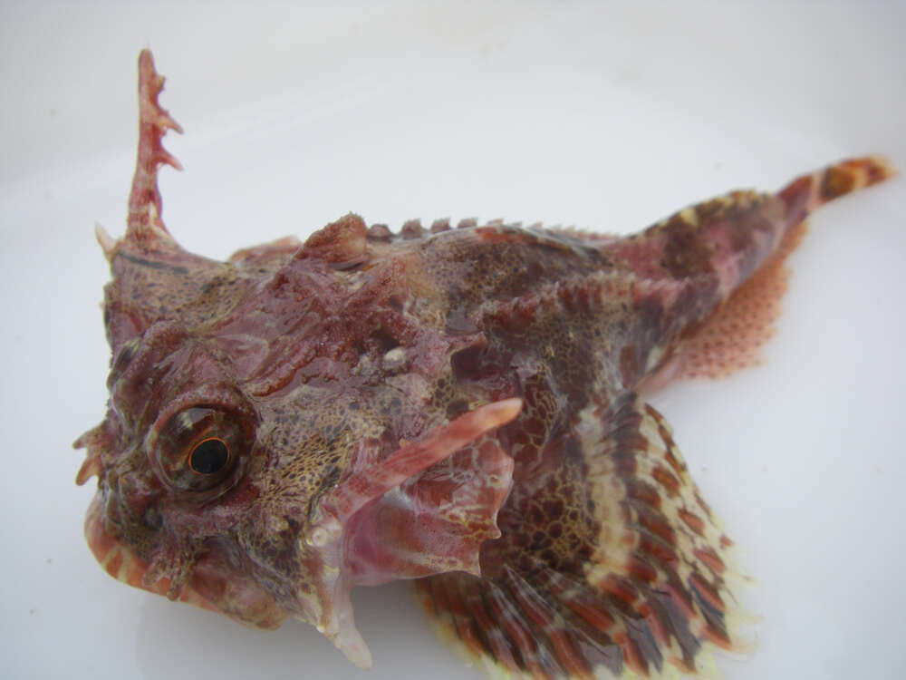 Image of Antlered sculpin