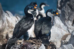 Image of Kerguelen Shag