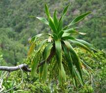 Image de Dracaena fernaldii (H. St. John) Jankalski