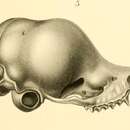 Image of Small Melanesian Bent-winged Bat