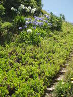 Image of shrubby daisybush