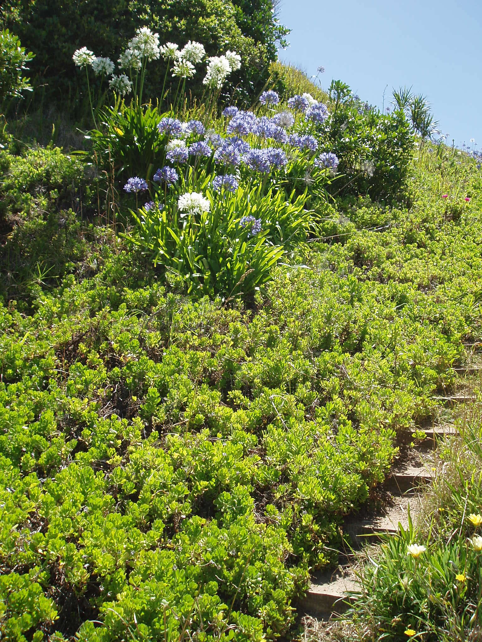 Image of shrubby daisybush