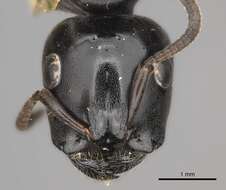 Imagem de Tetraponera aethiops Smith 1877