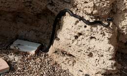 Image of Large Whip Snake