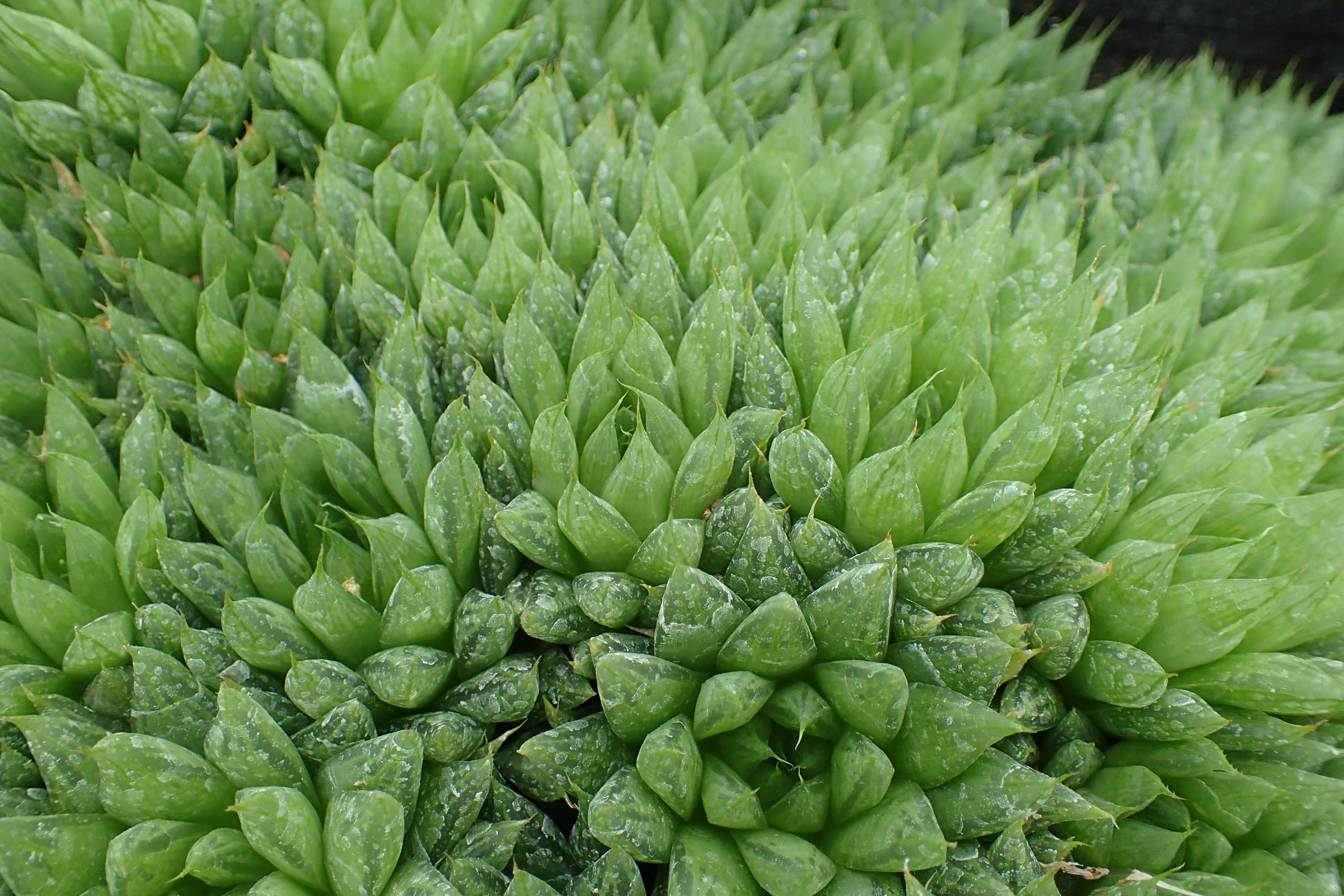 Слика од Haworthia reticulata (Haw.) Haw.