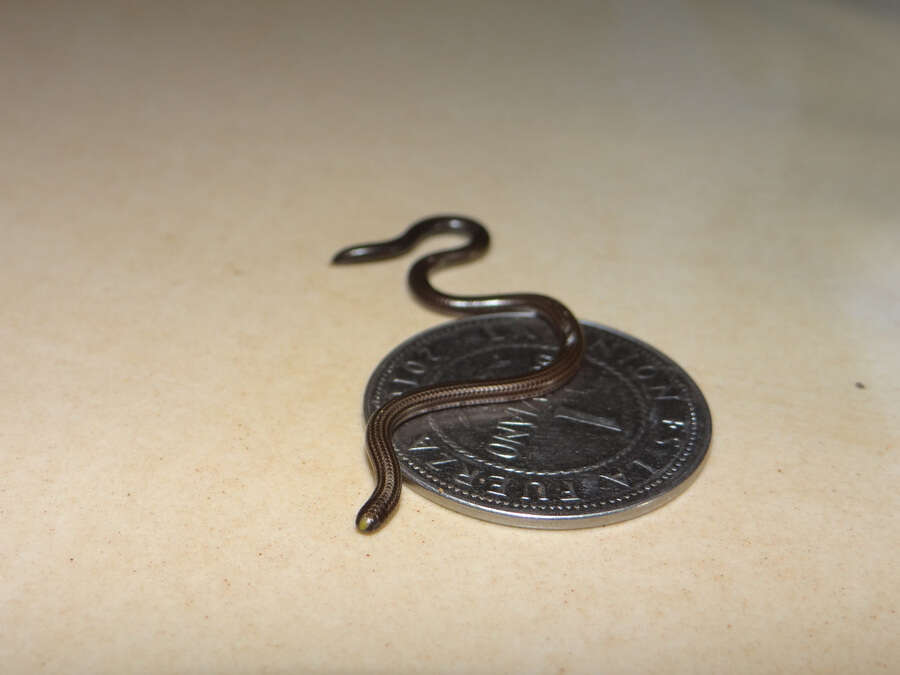 Image of Guyana blind snake