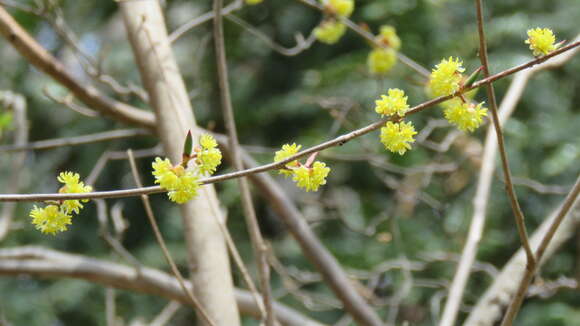 Image of Lindera praecox (Sieb. & Zucc.) Bl.