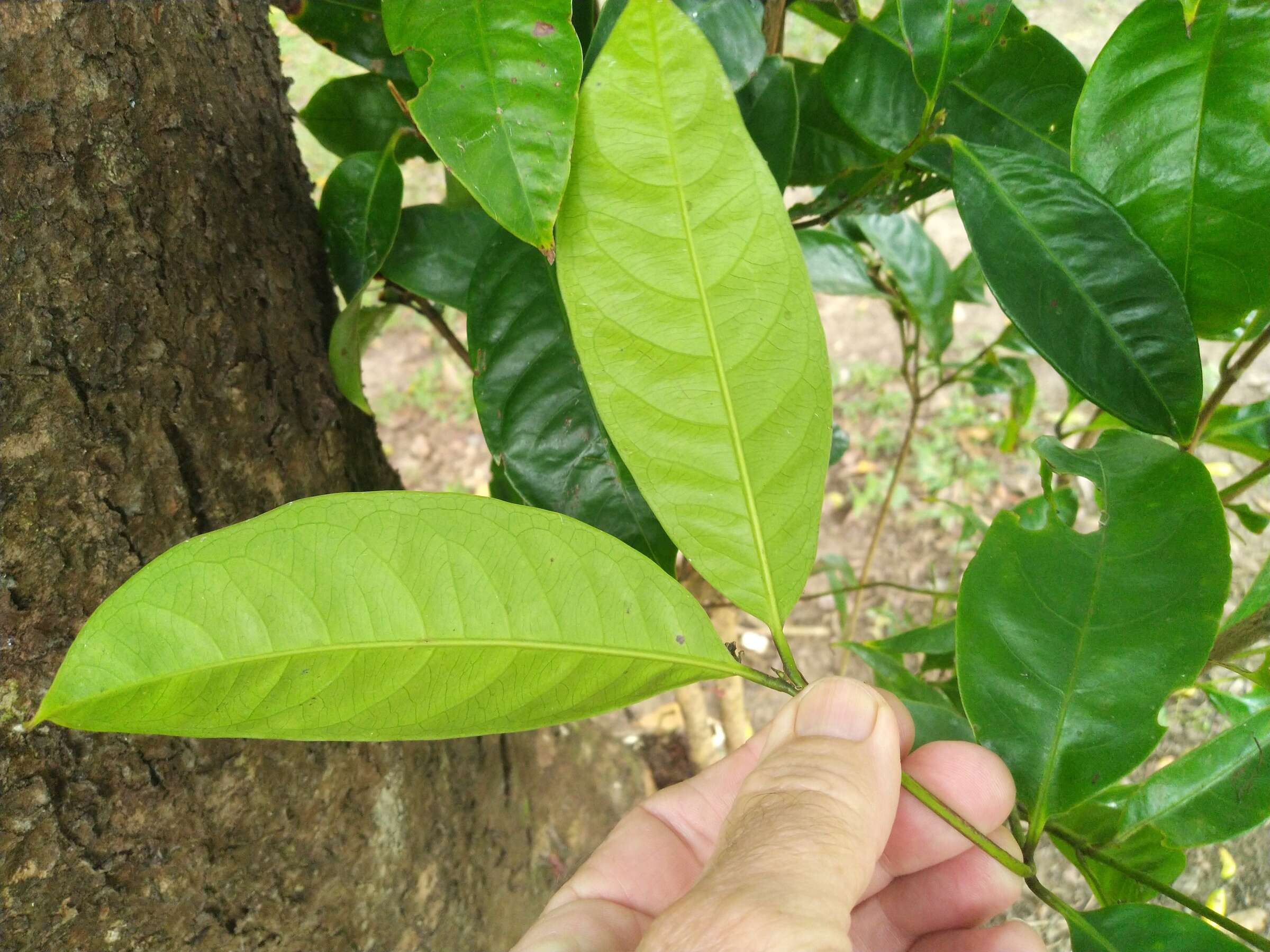 Image of Syzygium cormiflorum (F. Müll.) B. P. M. Hyland