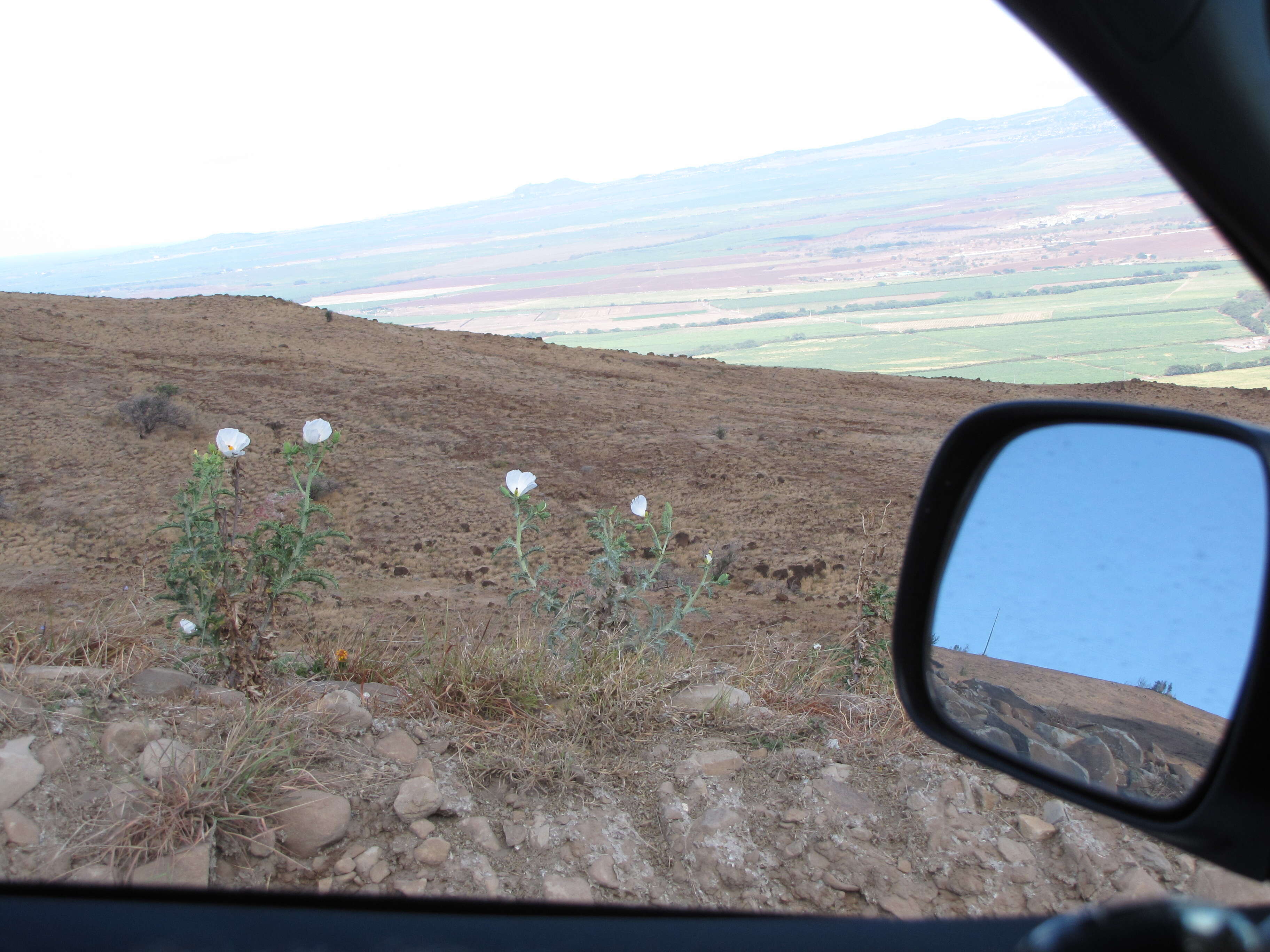 Image of Hawaiian prickly poppy