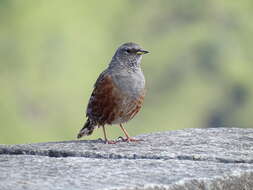 Image of Alpine Accentor