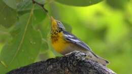 Image of Northern Parula