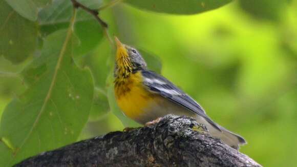 Image of Northern Parula